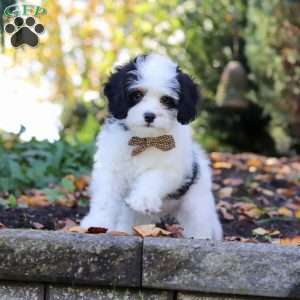 Brady, Cavapoo Puppy